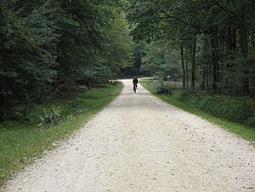 The New Forest