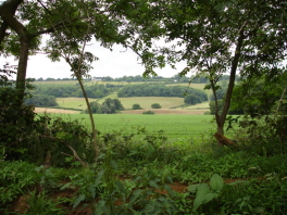 The North Downs