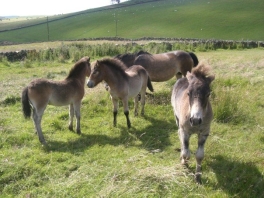  Exmoor Ponies