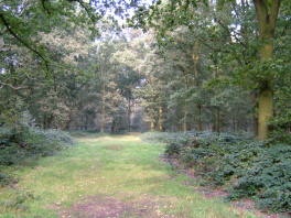 &nbsp Epping Forest